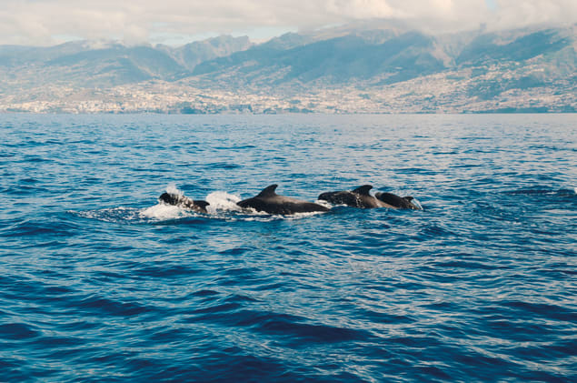 Balene a Funchal